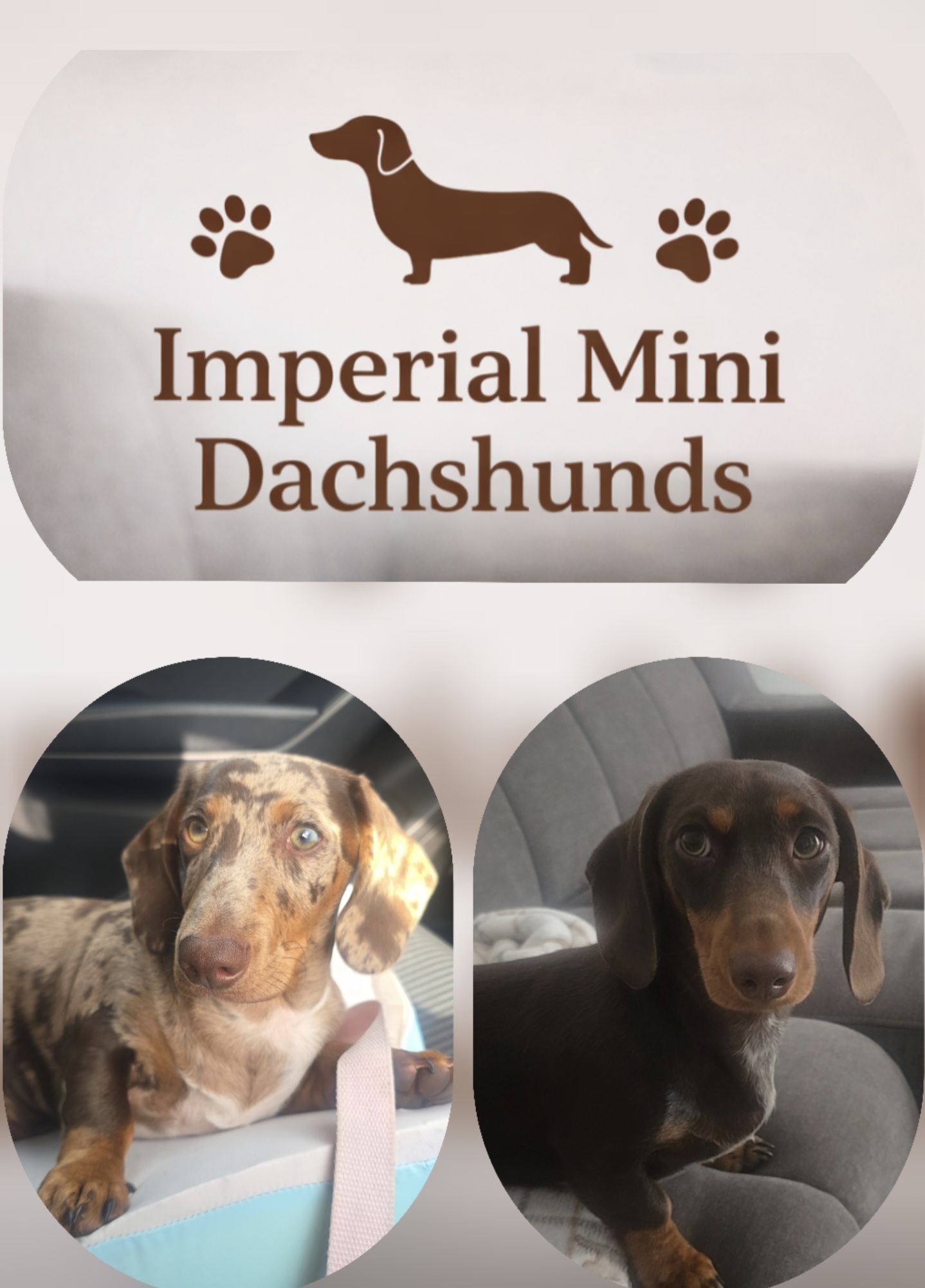 Quality Miniature Dachshunds from Our Family to Yours