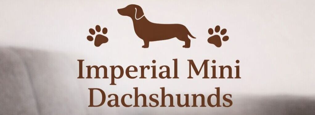 Imperial Mini Dachshunds
